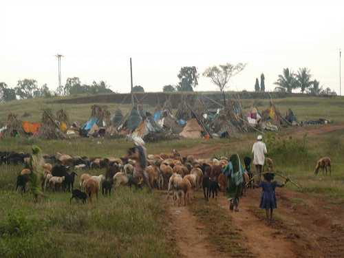 On the fringes, but in the urban system? Dhangar Nomadic Shephards